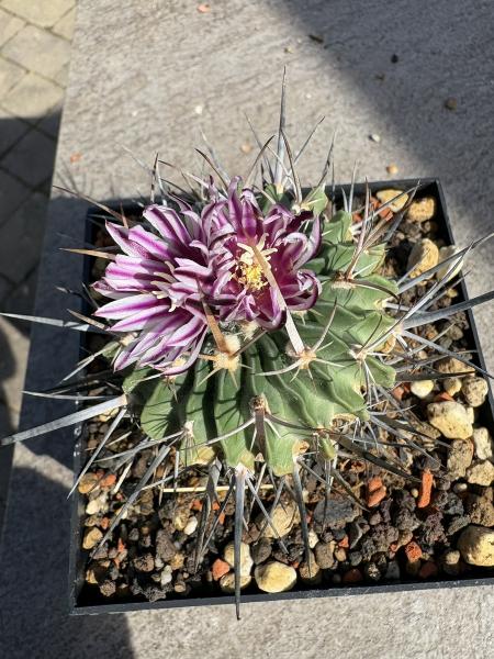 Stenocactus multicostatus